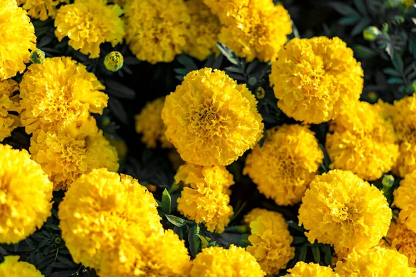 Kwiat Marigold Naturalnym Tle — Zdjęcie stockowe