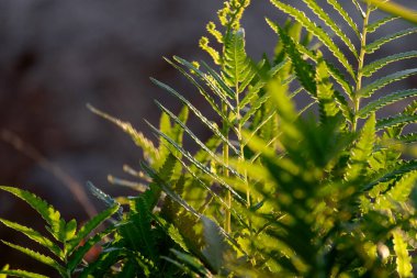 Nehir kenarında eğreltiotu, seçici odak ve boşluk