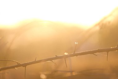 Güneşe Karşı Kuru Bitkinin yakın plan, soyut bulanık arkaplan.