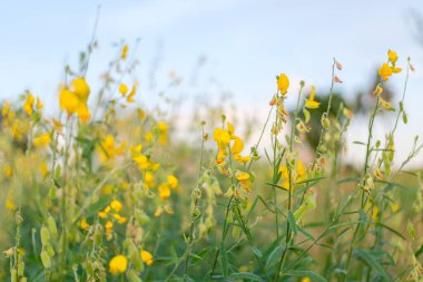 Crotalaria Juncea veya sunn keneviri seçici odak noktası ve açık gökyüzü arkaplanı.