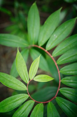 Krep ve kızılın spiral yaprakları (Cheilocostus Speciosus)) 