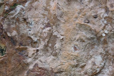 Kayaların arkasındaki kuru zambaklar..