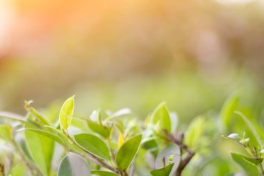 Arkaplan olarak doğal bitki örtüsü, ekoloji duvar kâğıdı ya da kapak konsepti olarak kullanılarak güneş ışığı altında bulanık yeşillik arkaplan üzerindeki yeşil yaprağın defocus.