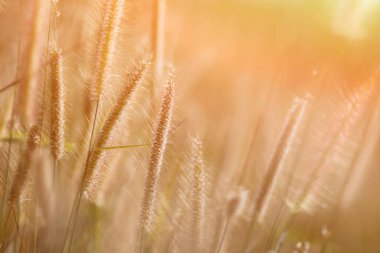 Imperata silindirli Beauv arka planının seçici odak noktası, doğal alan ve güneş ışığı