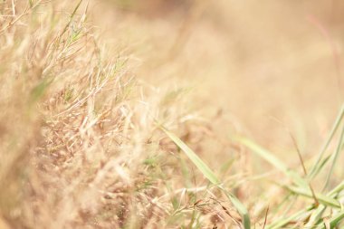 Imperata silindirli Beauv arka planının seçici odak noktası, doğal alan ve güneş ışığı