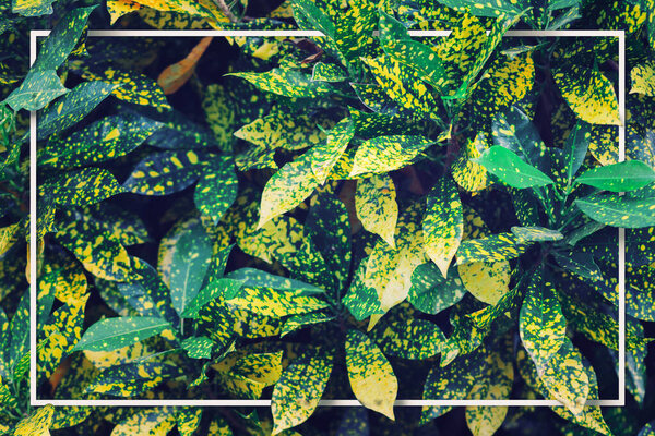 Variegated plants leaves background, variegated leaves frame, selective focus.