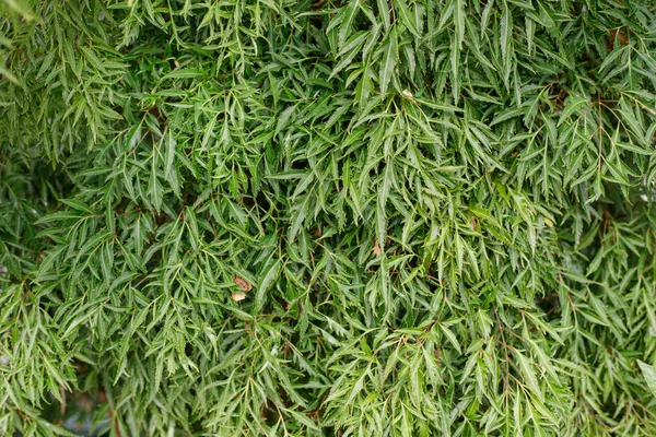 Ming aralia (Polyscias fruticosa Harms) yeşil arkaplan, yeşil yapraklar seçici arkaplan.