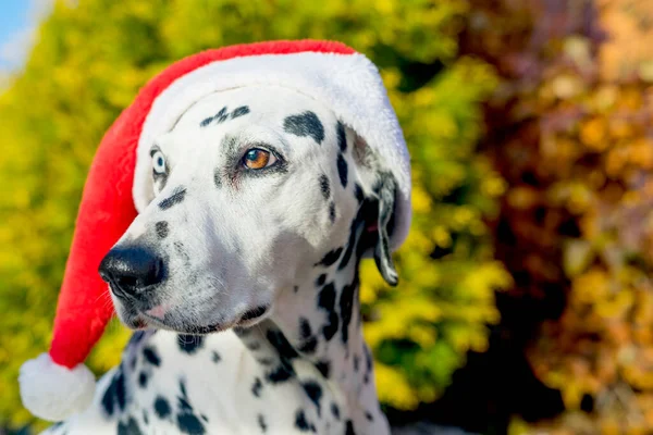 A Dalmatian with heterochromia in a Santa Claus hat. New year and Christmas concept. Copy space. SDOF