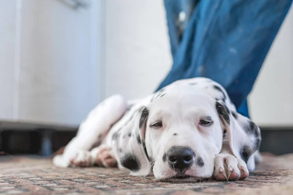 Yerde uyuyan Dalmaçyalı bir köpeğin yakın plan portresi. Yavru köpek, sahibinin ayaklarının dibinde yerde uyuyor. Seçici odaklanma. Gözlerine odaklan..