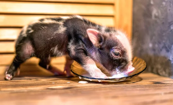Yeni doğmuş bir domuz yavrusu çay tabağından süt içer. Seçici odak. Stok Fotoğraf
