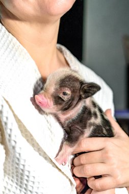 Yeni doğmuş şirin domuz yavrusu insan ellerinde. Manzarayı kapat. Seçici odak. 