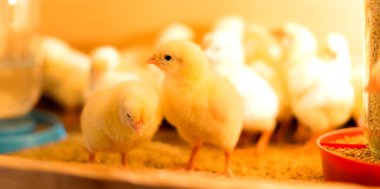 Broiler chickens in the brooder. Close-up view. Selective focus. clipart