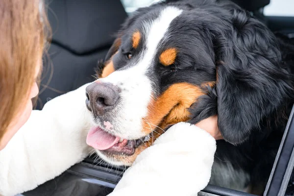 Köpeğini kucaklayan bir kadın. Safkan Bernese Dağ Köpeği 'nin yakın plan portresi..