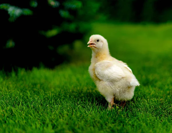 Bahçede ızgara tavuk. Uzayı kopyala Seçici odaklanma. Gallus gallus domesticus