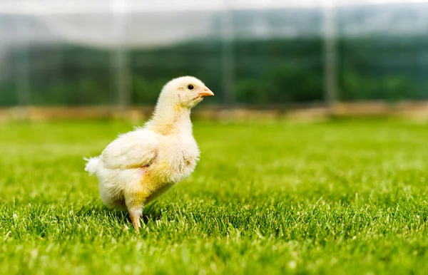 A small broiler chicken is standing on the lawn. Gallus callus domestics. Copy space. Selective focus.