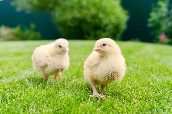 Yeşil çimenlikte iki küçük ızgara tavuk. Gallus nasır evcilleştirmesi. Seçici odaklanma. Önde duran tavuğa odaklan..