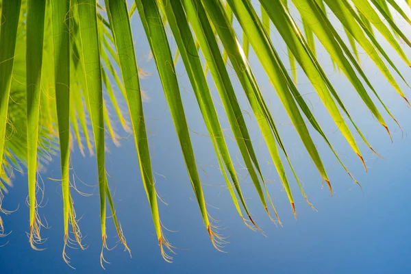 Palmbladeren op een blauwe lucht achtergrond. Van dichtbij gezien. DEEL — Stockfoto