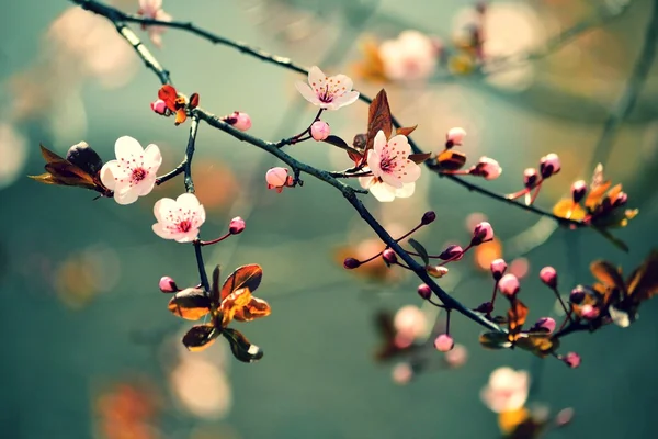 Güzel çiçek açan Japon kirazı Sakura. Sezon Arkaplanı. Açık hava, güneşli bahar gününde çiçek açan ağaçla bulanık arka plan..