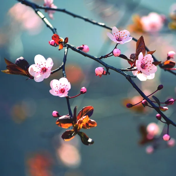 Schöne blühende japanische Kirsche Sakura. Hintergrund der Saison. Draußen natürlichen verschwommenen Hintergrund mit blühenden Baum im Frühling sonnigen Tag. — Stockfoto