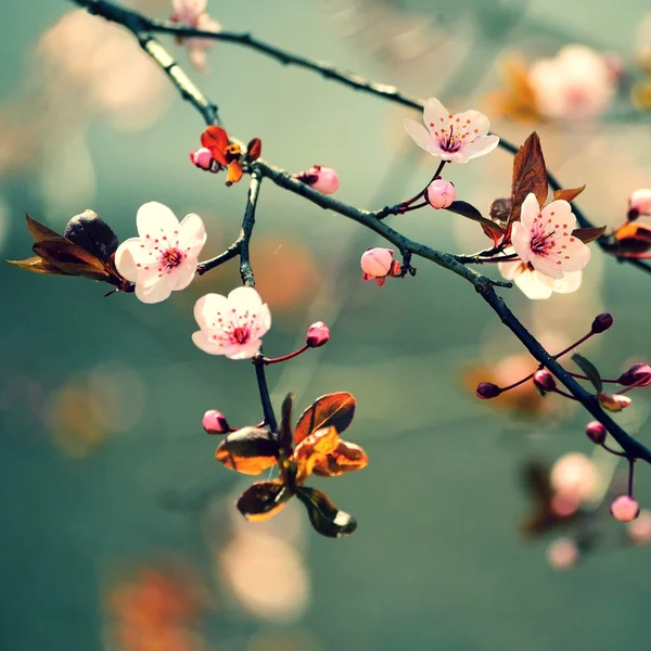 Όμορφη ανθισμένη ιαπωνική κεράσι Sakura. Φόντο εποχής. Υπαίθρια φυσικό θολό φόντο με ανθοφόρο δέντρο την άνοιξη ηλιόλουστη μέρα. — Φωτογραφία Αρχείου