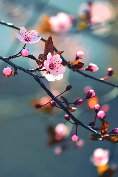 일본의 아름다운 벚꽃 사쿠라. 시즌 시작. 옥외의 자연적 인 배경 이 봄의 화창 한 날에 꽃피는 나무로 흐릿하게 되어 있다. — 스톡 사진