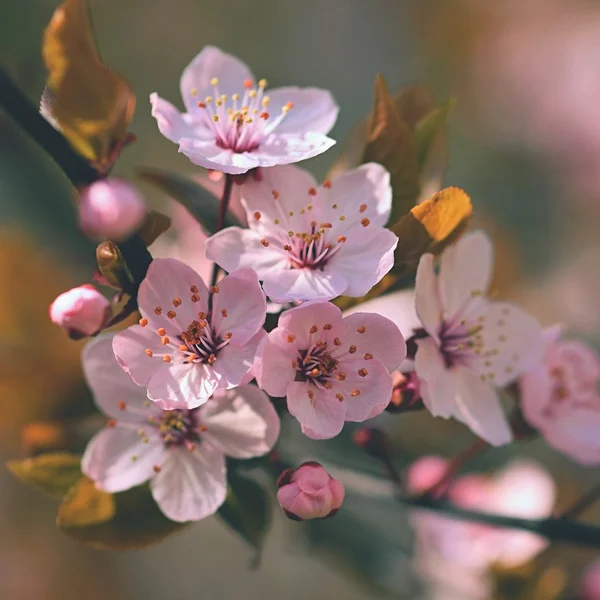 Gyönyörű virágzó japán cseresznye Sakura. Szezon háttér. Kültéri természetes homályos háttér virágzó fa tavaszi napsütéses nap. — Stock Fotó