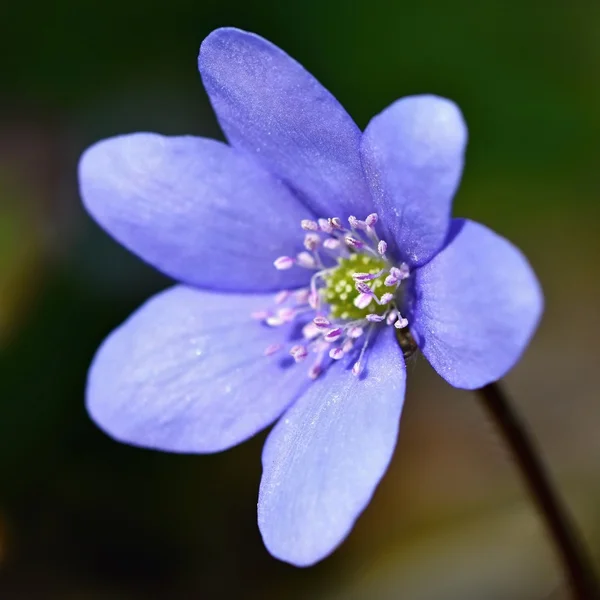 Макро Выстрел Природы Красивый Цветущий Фиолетовый Цветок Весеннего Леса Чистым — стоковое фото