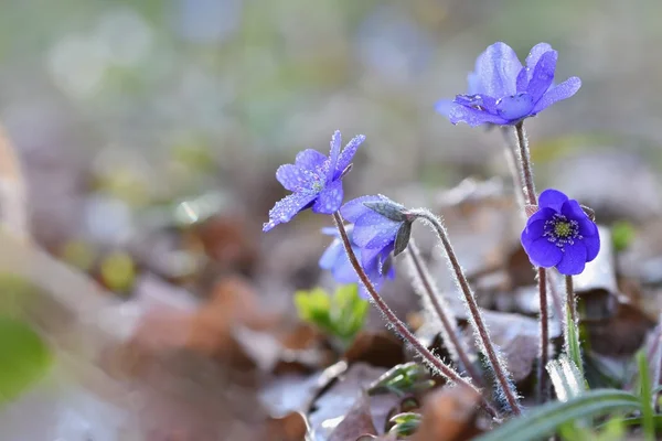 Macro Shot Nature Belle Fleur Violette Fleurs Forêt Printemps Avec — Photo