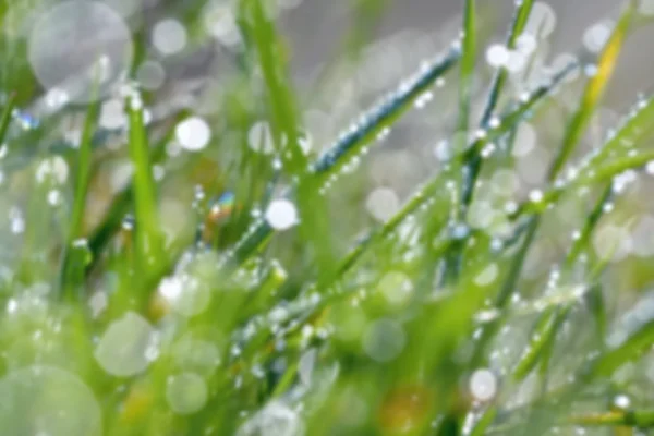 Зеленый фон травы. Боке - свежая утренняя роса на весенней траве . — стоковое фото