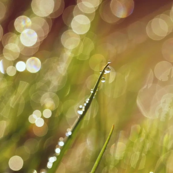 Dagg på gräset. Vackra naturliga våren suddig bakgrund. Morgon i gräset. — Stockfoto