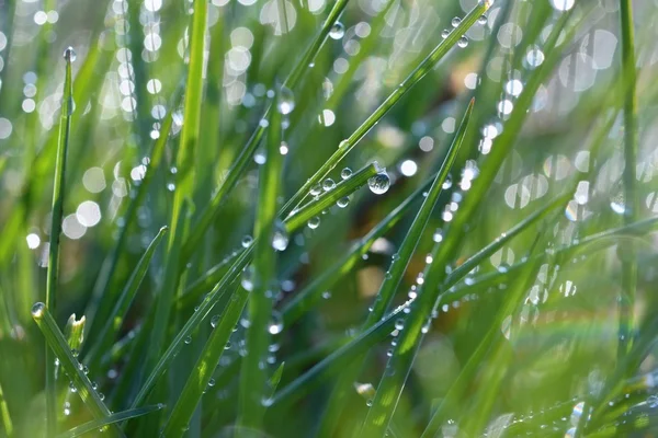 Гниль на траве. Естественный весенний размытый фон. Утро в траве . — стоковое фото
