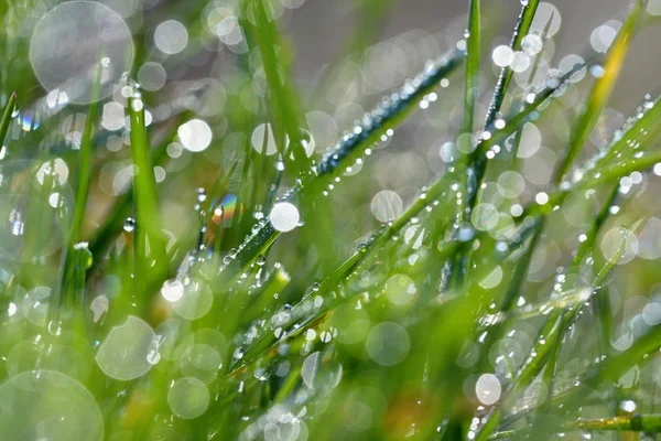Зеленый фон травы. Боке - свежая утренняя роса на весенней траве . — стоковое фото