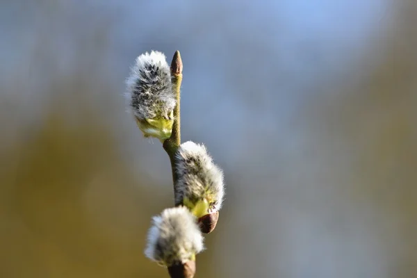 Blommande Willow Salix Caprea Salix Caprea Naturligt Färgade Suddig Bakgrund — Stockfoto