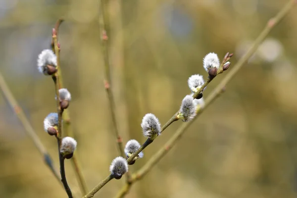 Çiçek açan Willow. Salix caprea. (Salix caprea) Doğal renkli arka plan bulanık. Bahar sezonu Paskalya geleneksel ağaç fotoğrafı. — Stok fotoğraf