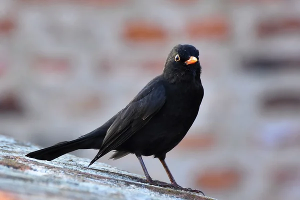 Blackbird. ((Turdus merula)) — Stock Fotó