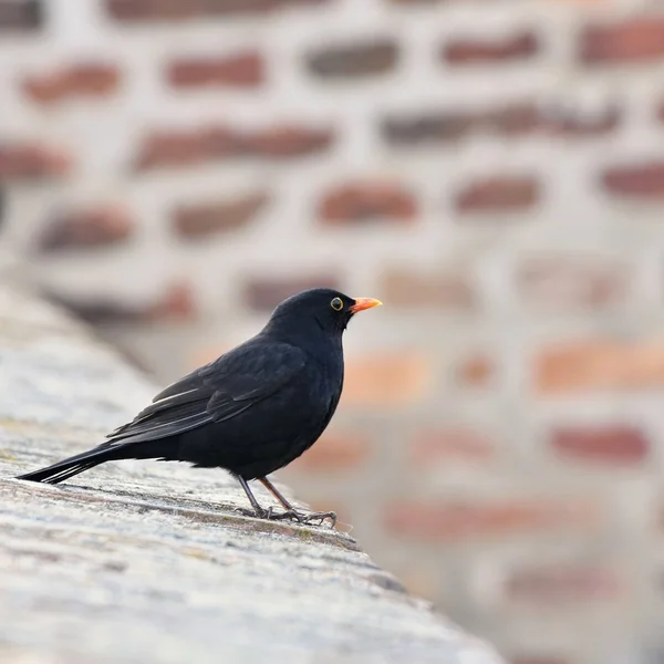 Kara kuş. (Turdus merula) — Stok fotoğraf