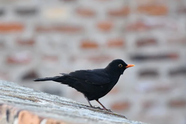 Blackbird. ((Turdus merula)) — Stock Fotó