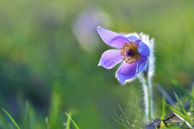 Beautiful purple little furry pasque-flower. (Pulsatilla grandis) Blooming on spring meadow at the sunset. clipart
