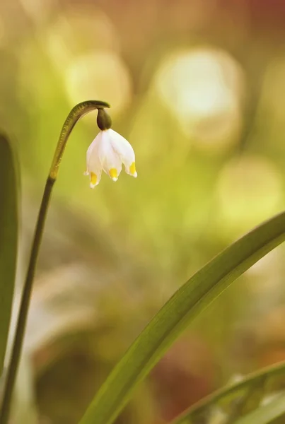 Piękny kwitnący wiosna kwiatów śniegu. (śnieżyca vernum carpaticum) — Zdjęcie stockowe