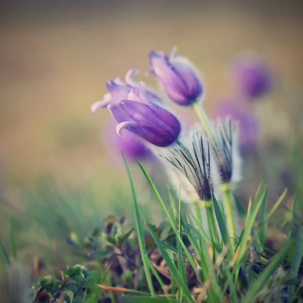 美しい紫小さな毛皮のようなために、オキナグサの花です。(Pulsatilla グランディス)夕日を春の牧草地に咲く. — ストック写真