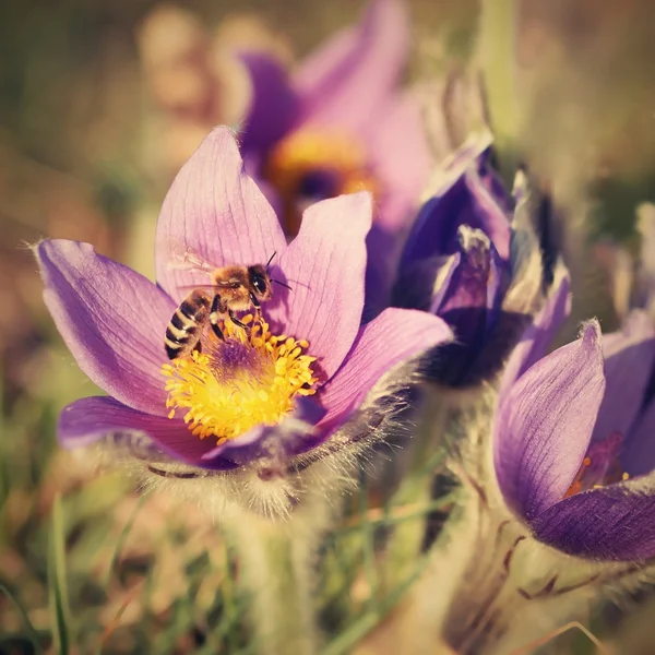 Красивый пушистый пушистый цветок. (Pulsatilla grandis) Цветущие на весеннем лугу на закате . — стоковое фото