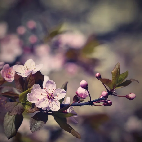 Blommaträd. Natur bakgrund. unny dag. Vårblommor. Vacker fruktträdgård. Abstrakt suddig bakgrund. Vår i Europa — Stockfoto