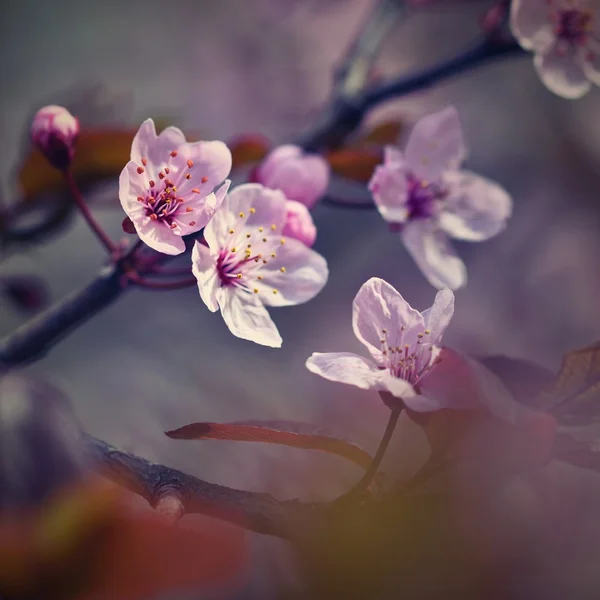 Ανθισμένο Δέντρο Φόντο Της Φύσης Ηλιόλουστη Μέρα Ανοιξιάτικα Λουλούδια Όμορφος — Φωτογραφία Αρχείου
