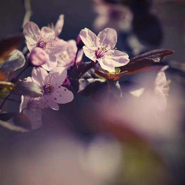 Piękna kwitnąca japońska wiśnia Sakura. Kontekst sezonu. Outdoor naturalne niewyraźne tło z kwitnącym drzewem wiosną słoneczny dzień. — Zdjęcie stockowe