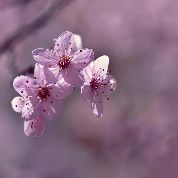 Όμορφη ανθισμένη ιαπωνική κεράσι Sakura. Φόντο εποχής. Υπαίθρια φυσικό θολό φόντο με ανθοφόρο δέντρο την άνοιξη ηλιόλουστη μέρα. — Φωτογραφία Αρχείου