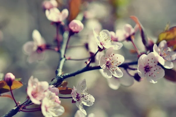 Hermosa flor de cereza japonesa Sakura. Fondo de temporada. Fondo borroso natural al aire libre con árbol con flores en el día soleado de primavera. — Foto de Stock