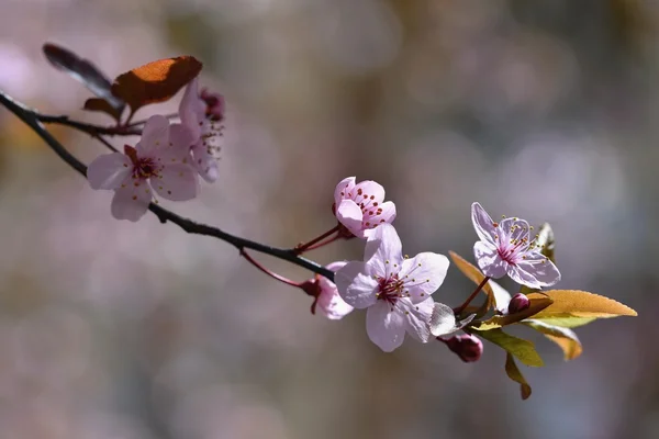 Belle fleur de cerise japonaise Sakura. Contexte de la saison. Extérieur naturel fond flou avec arbre à fleurs au printemps journée ensoleillée. — Photo