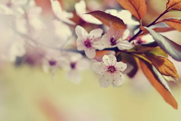 Hermosa flor de cereza japonesa Sakura. Fondo de temporada. Fondo borroso natural al aire libre con árbol con flores en el día soleado de primavera. — Foto de Stock