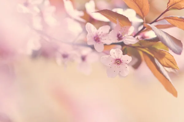 일본의 아름다운 벚꽃 사쿠라. 시즌 시작. 옥외의 자연적 인 배경 이 봄의 화창 한 날에 꽃피는 나무로 흐릿하게 되어 있다. — 스톡 사진
