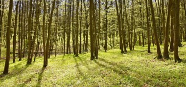 Panorama güzel yeşil orman ilkbaharda. Yeşil.